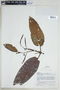 Ladenbergia lambertiana image