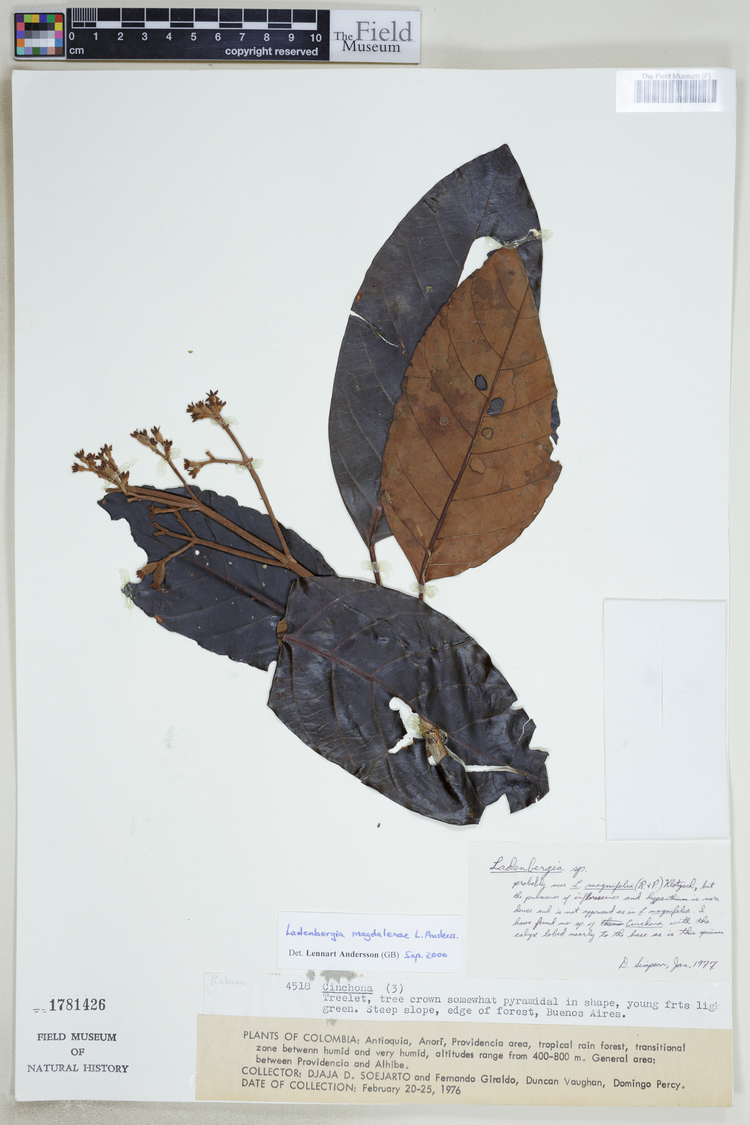 Ladenbergia magdalenae image