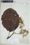 Ladenbergia oblongifolia image