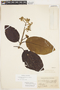 Ladenbergia oblongifolia image