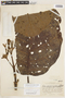Ladenbergia pavonii image