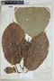 Ladenbergia pavonii image