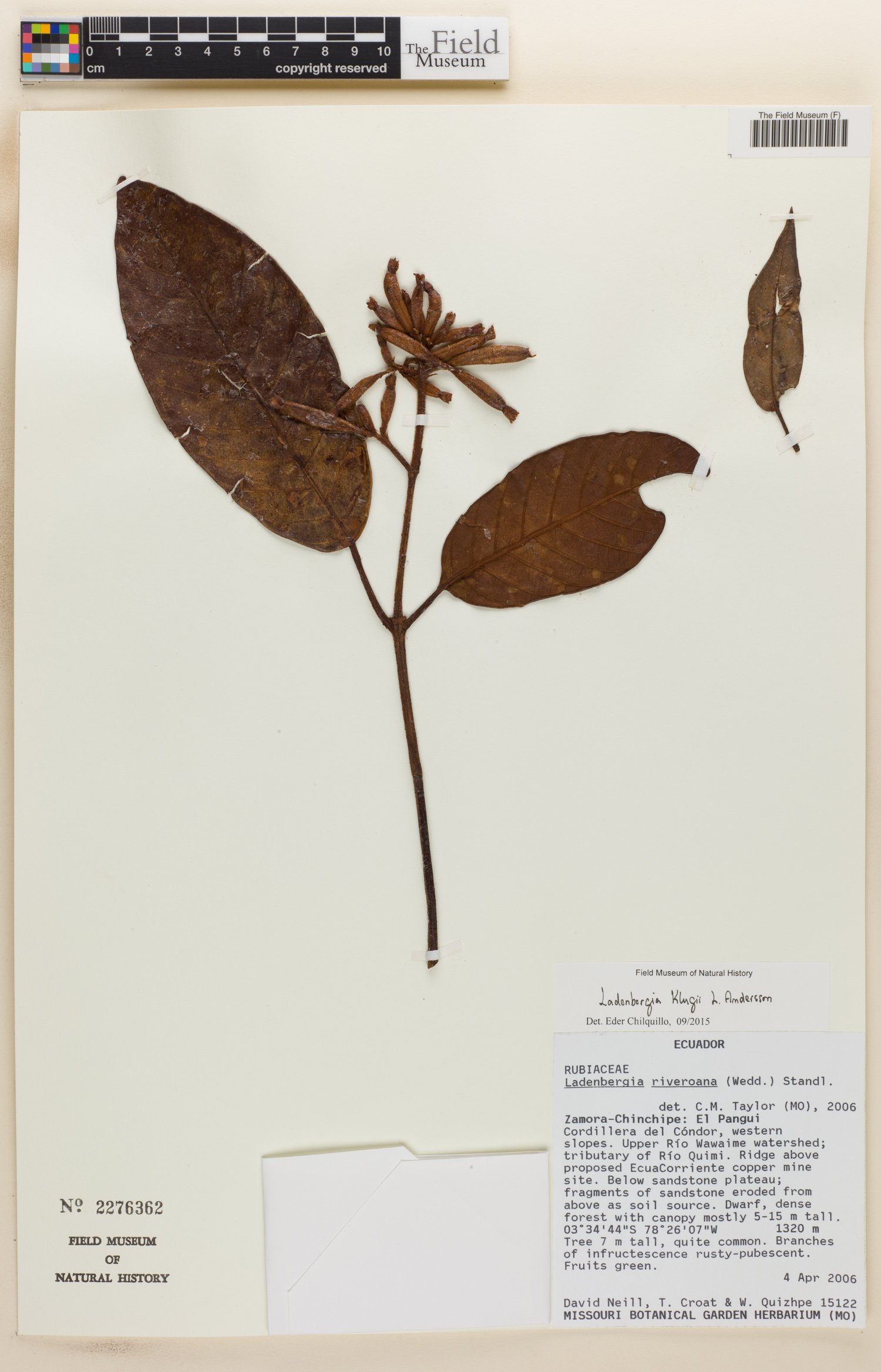 Ladenbergia klugii image