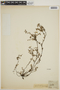 Heliotropium paradoxum image