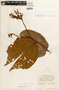 Bauhinia grandifolia image