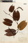 Bauhinia hirsutissima image