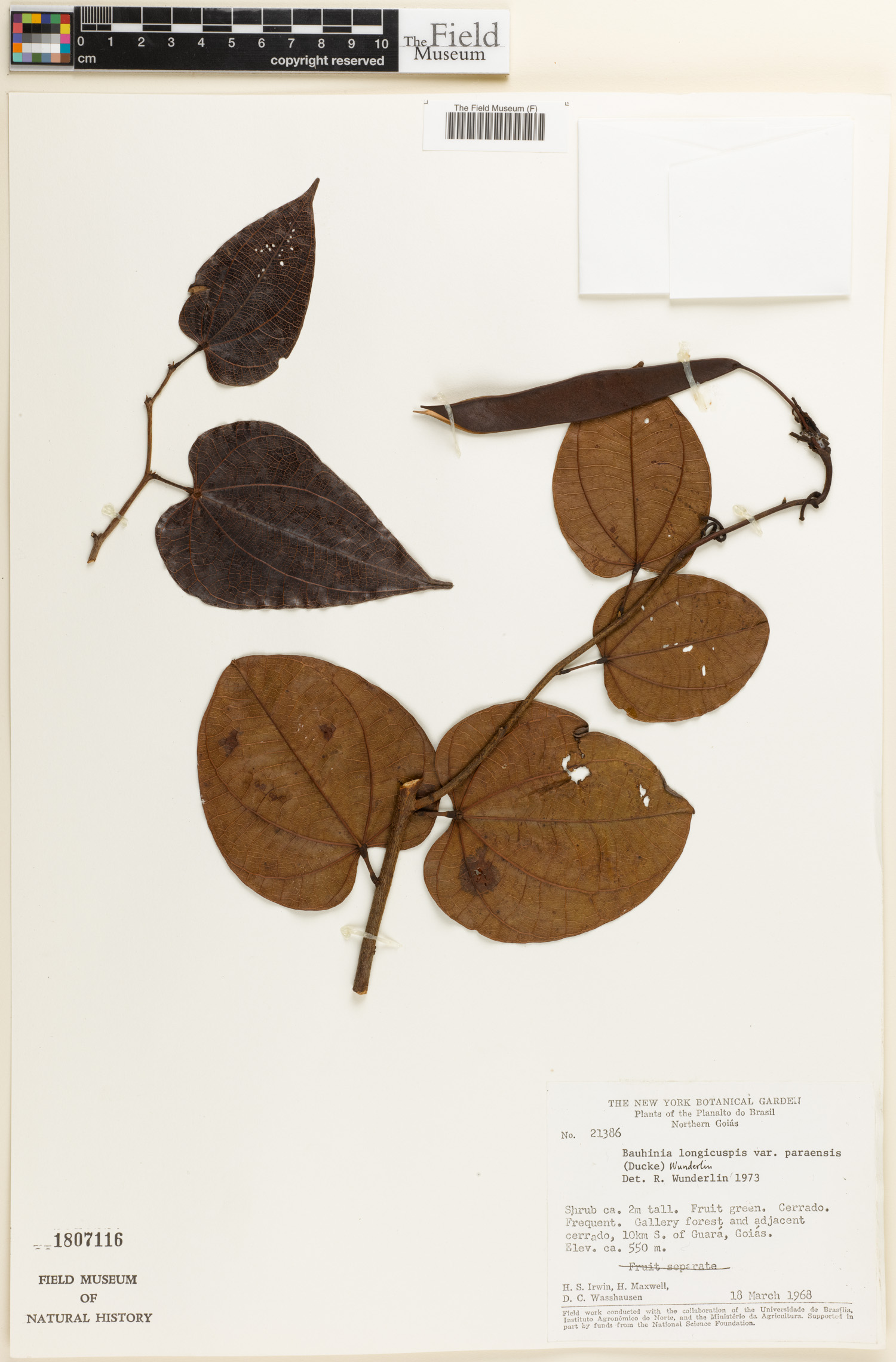 Bauhinia longicuspis image