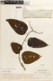 Bauhinia longicuspis image