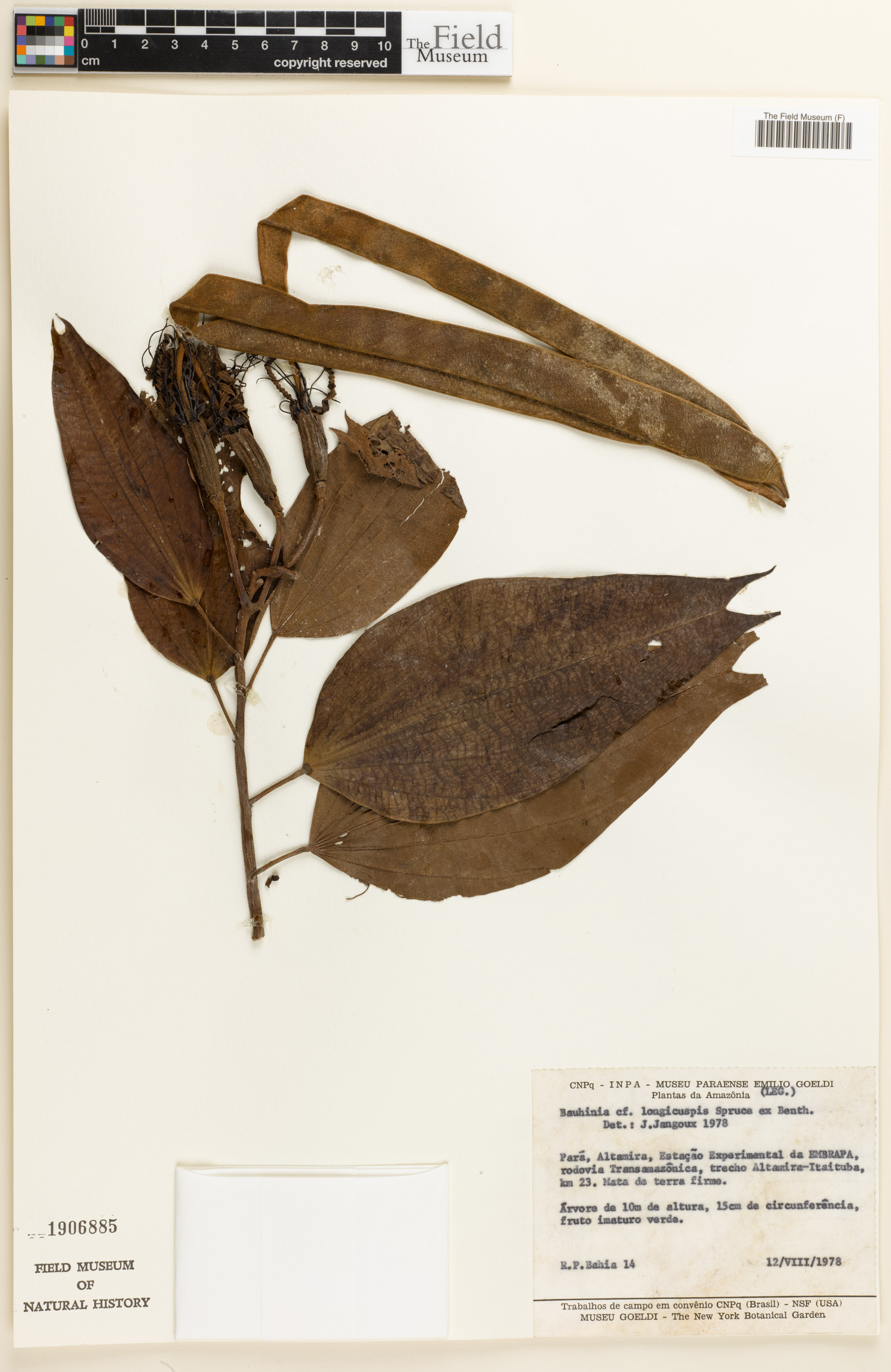 Bauhinia longicuspis image