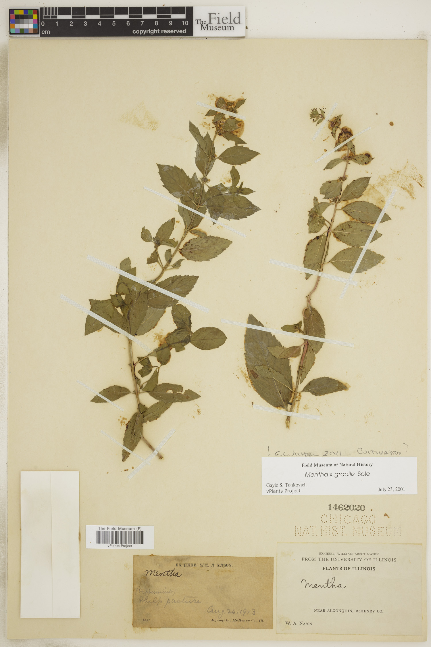 Mentha × gracilis image