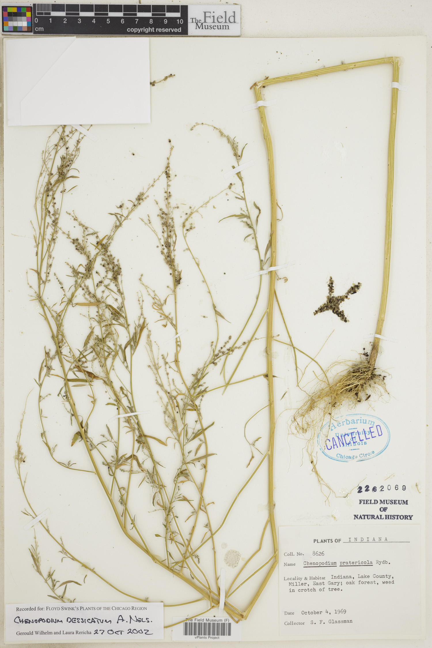 Chenopodium desiccatum image
