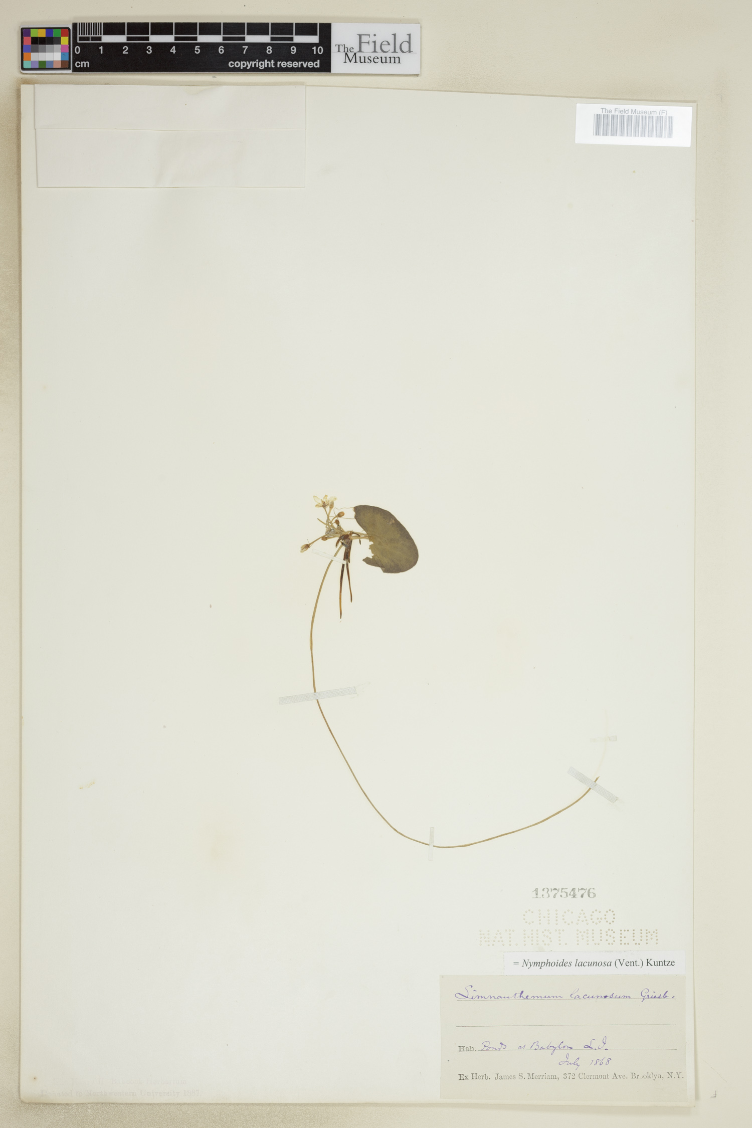 Nymphoides lacunosa image