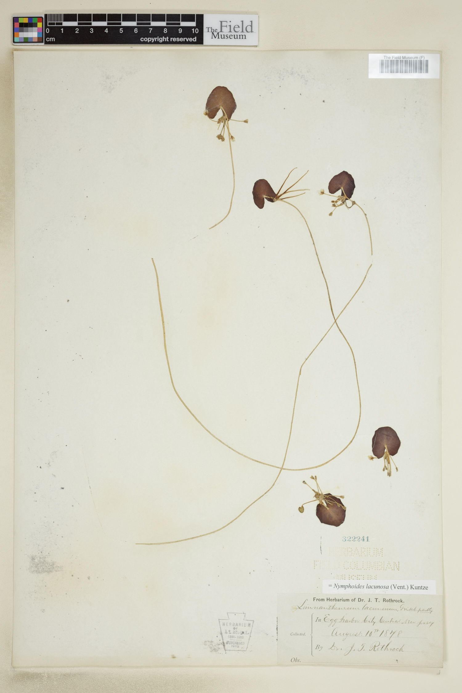 Nymphoides lacunosa image