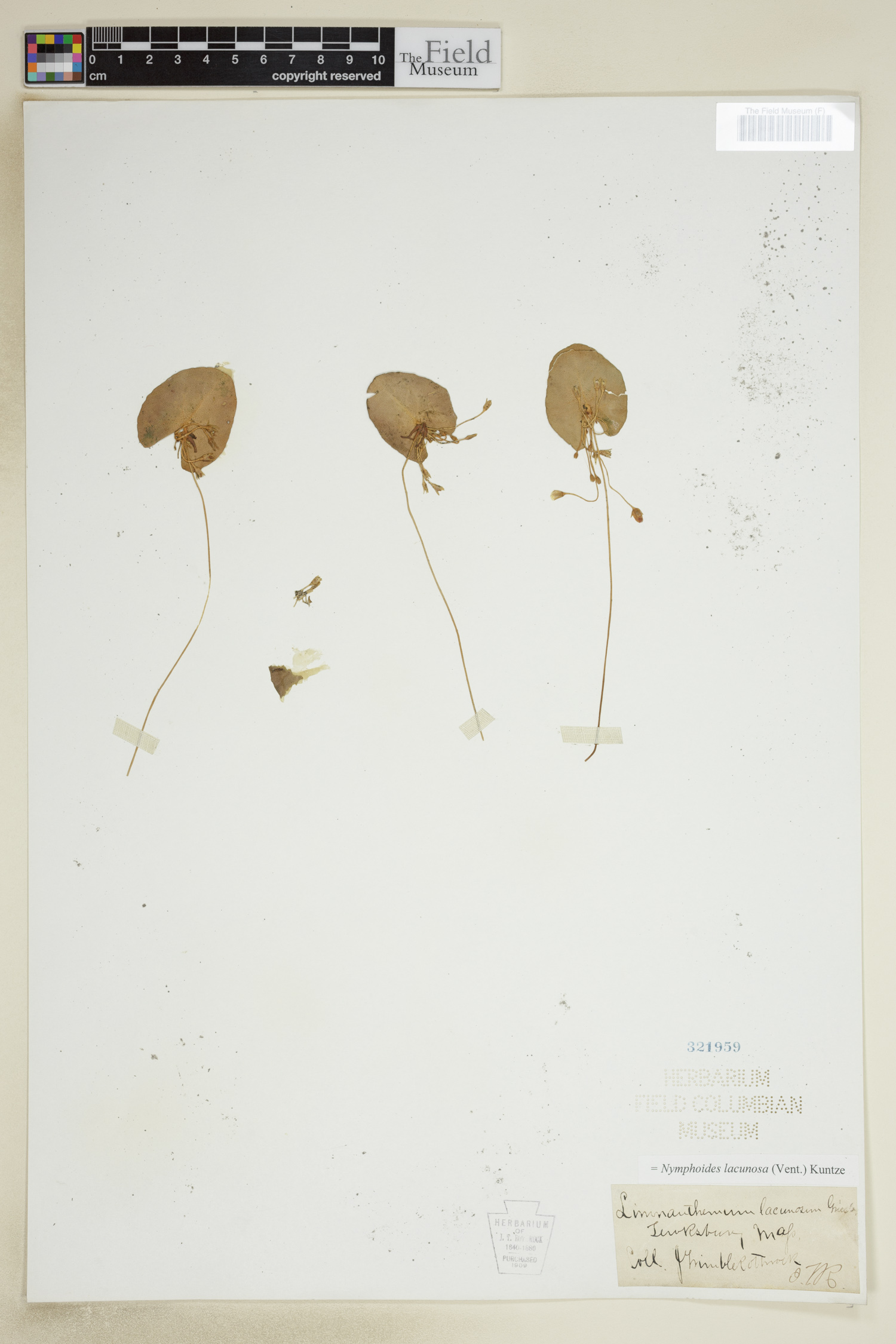 Nymphoides lacunosa image