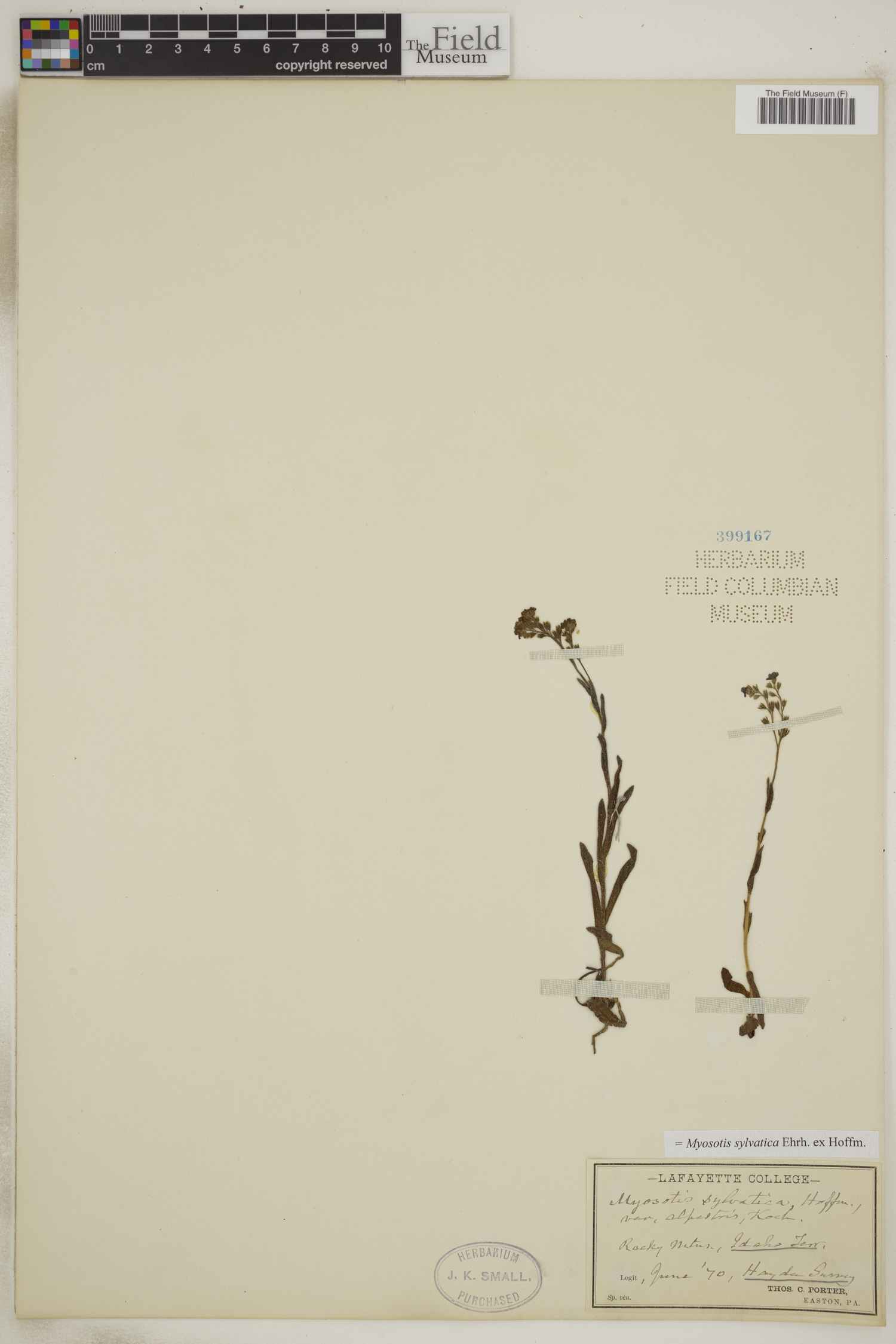 Myosotis sylvatica image