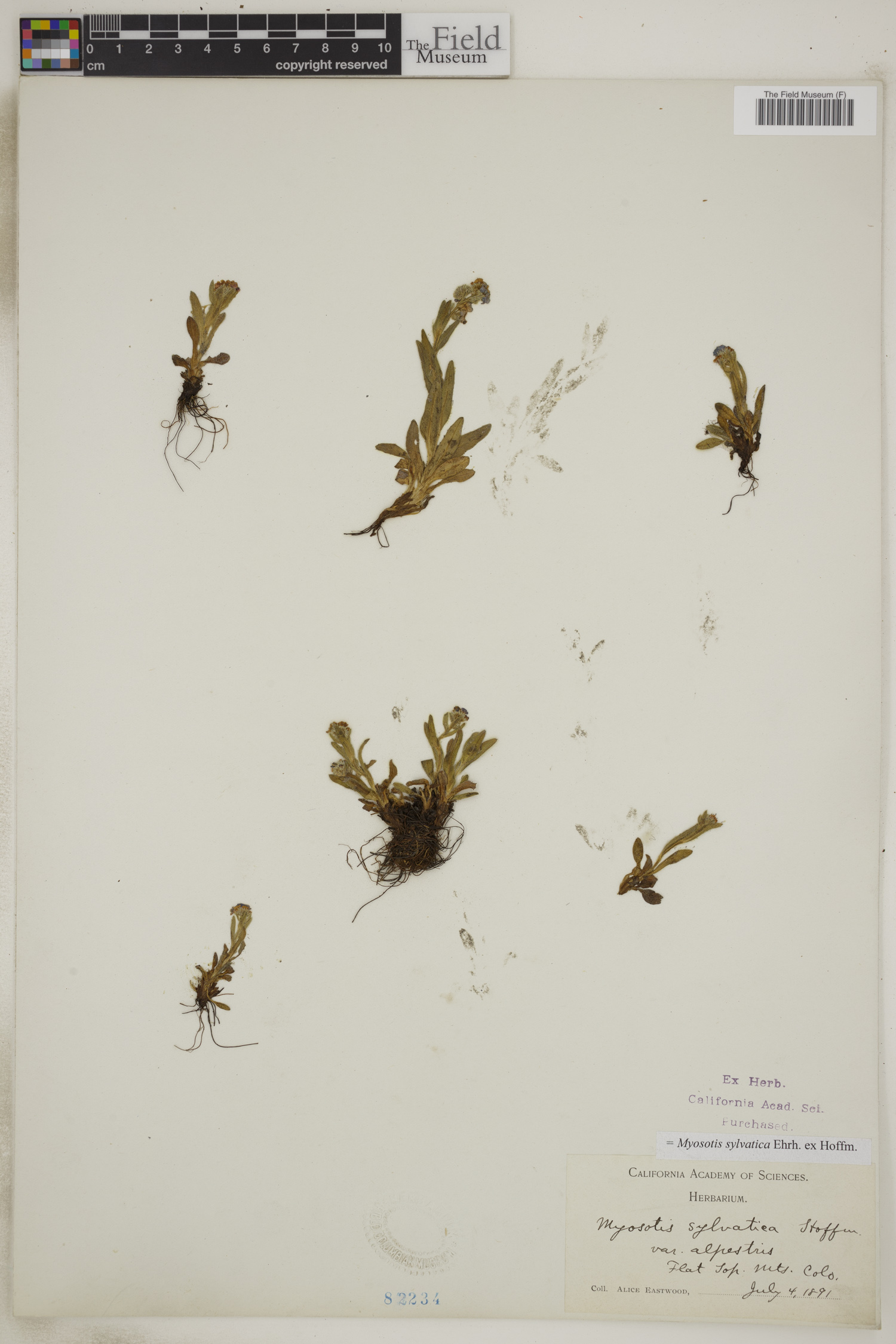 Myosotis sylvatica image
