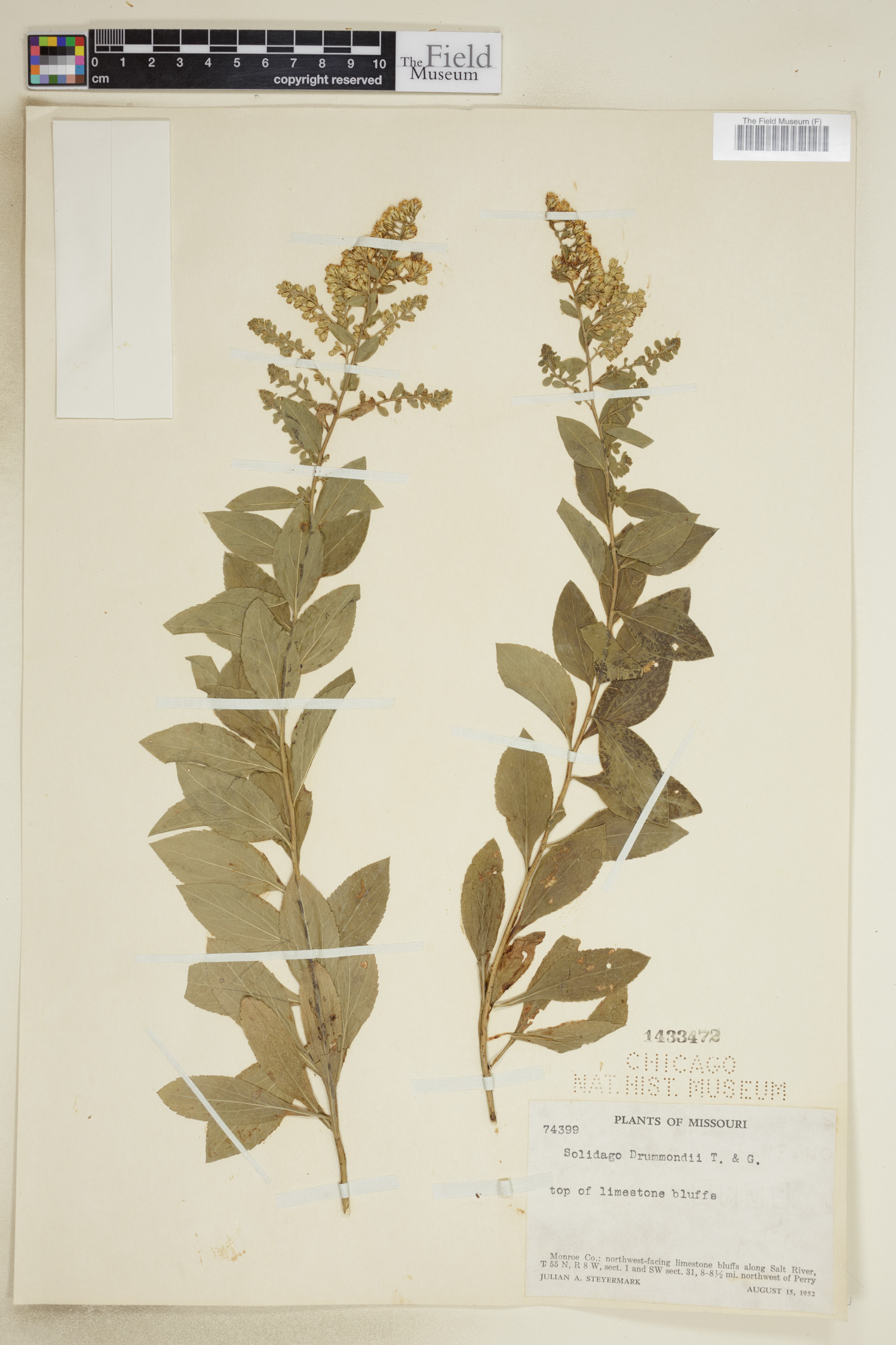 Solidago drummondii image