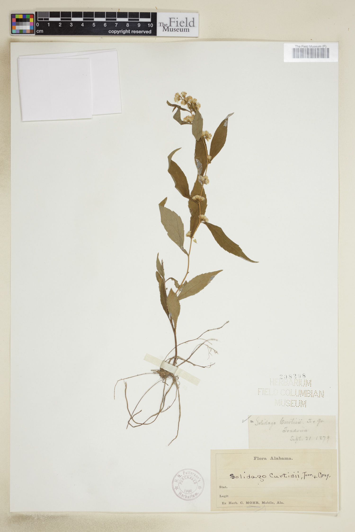 Solidago curtisii image