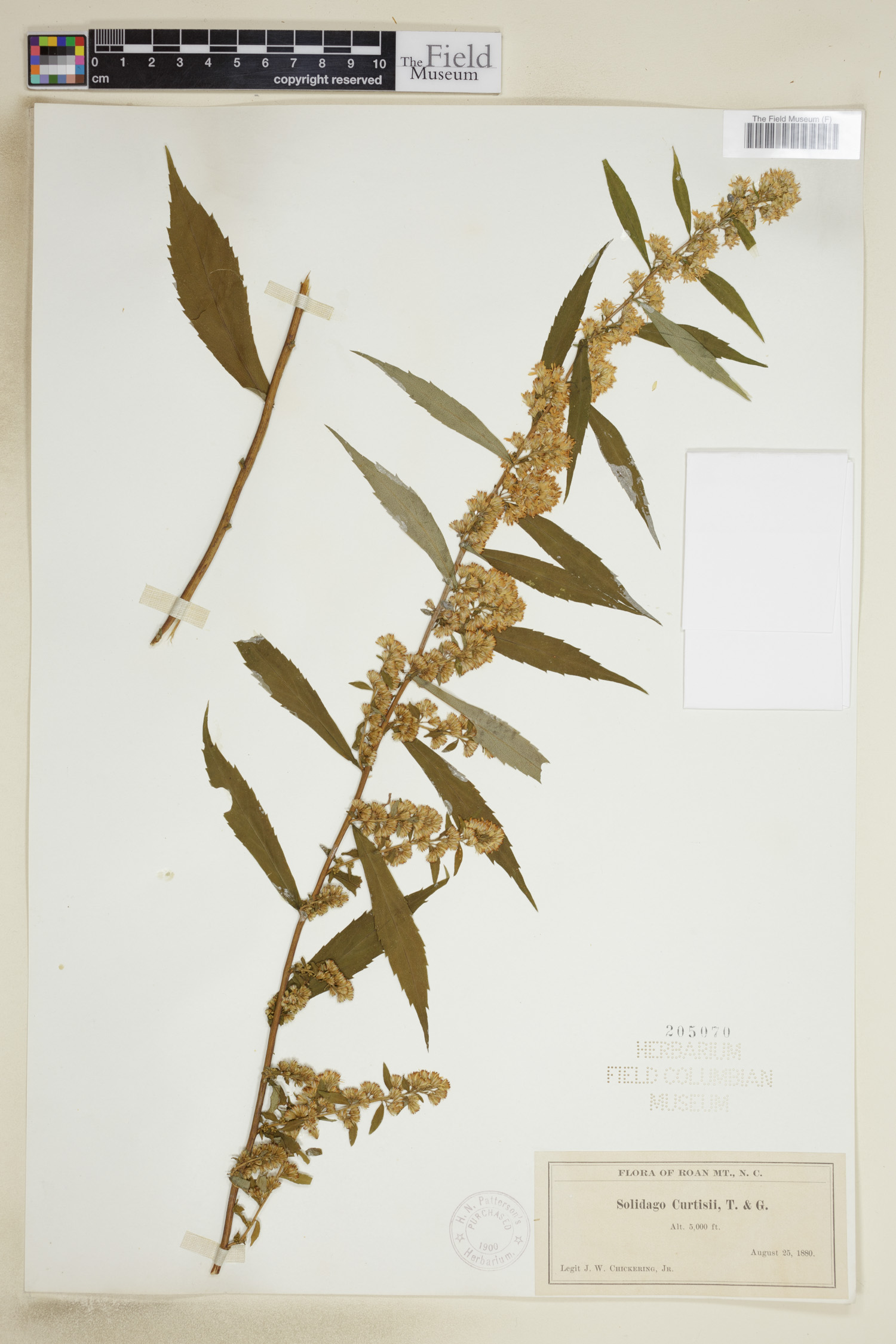 Solidago curtisii image