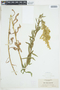 Solidago elongata image