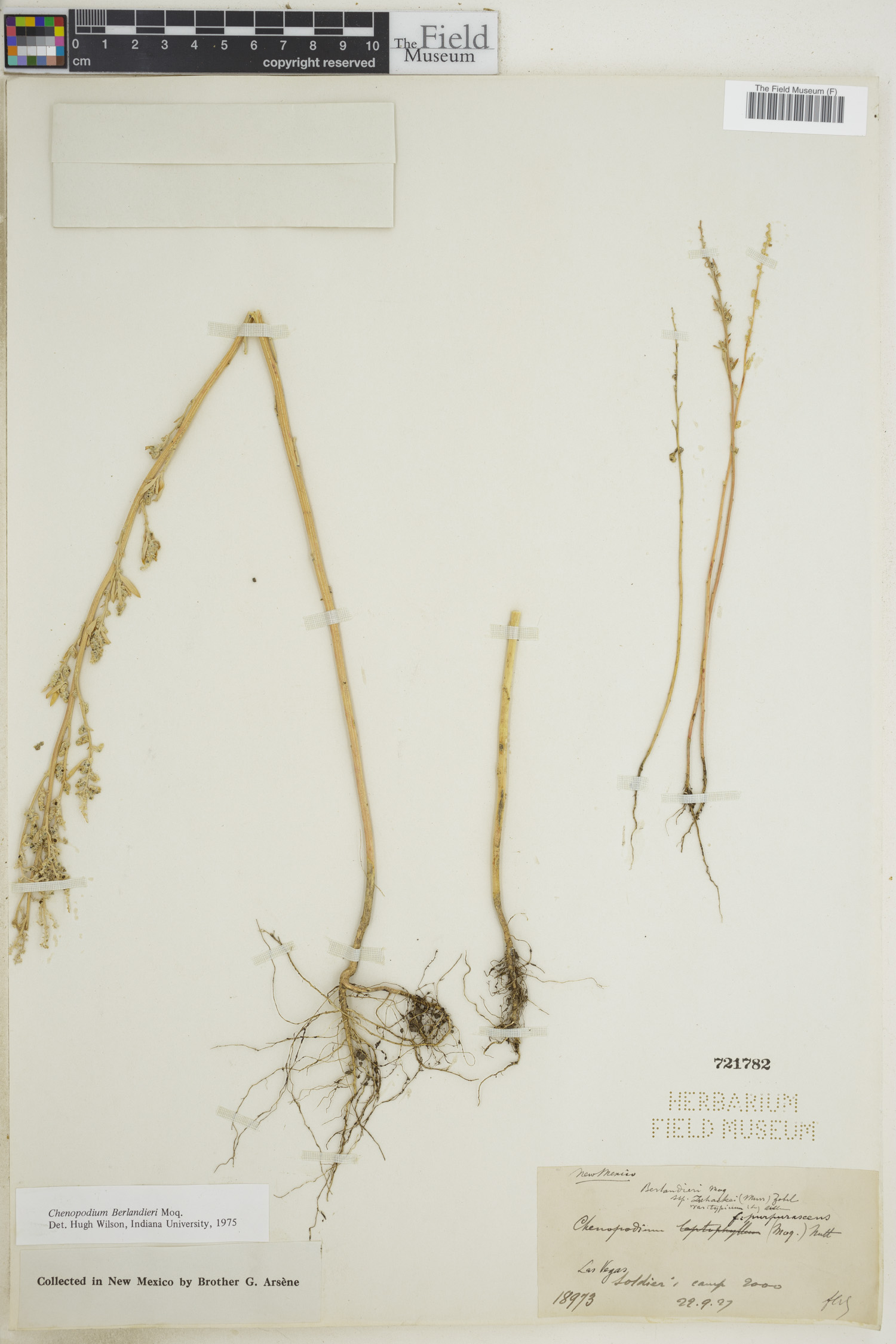 Chenopodium berlandieri image