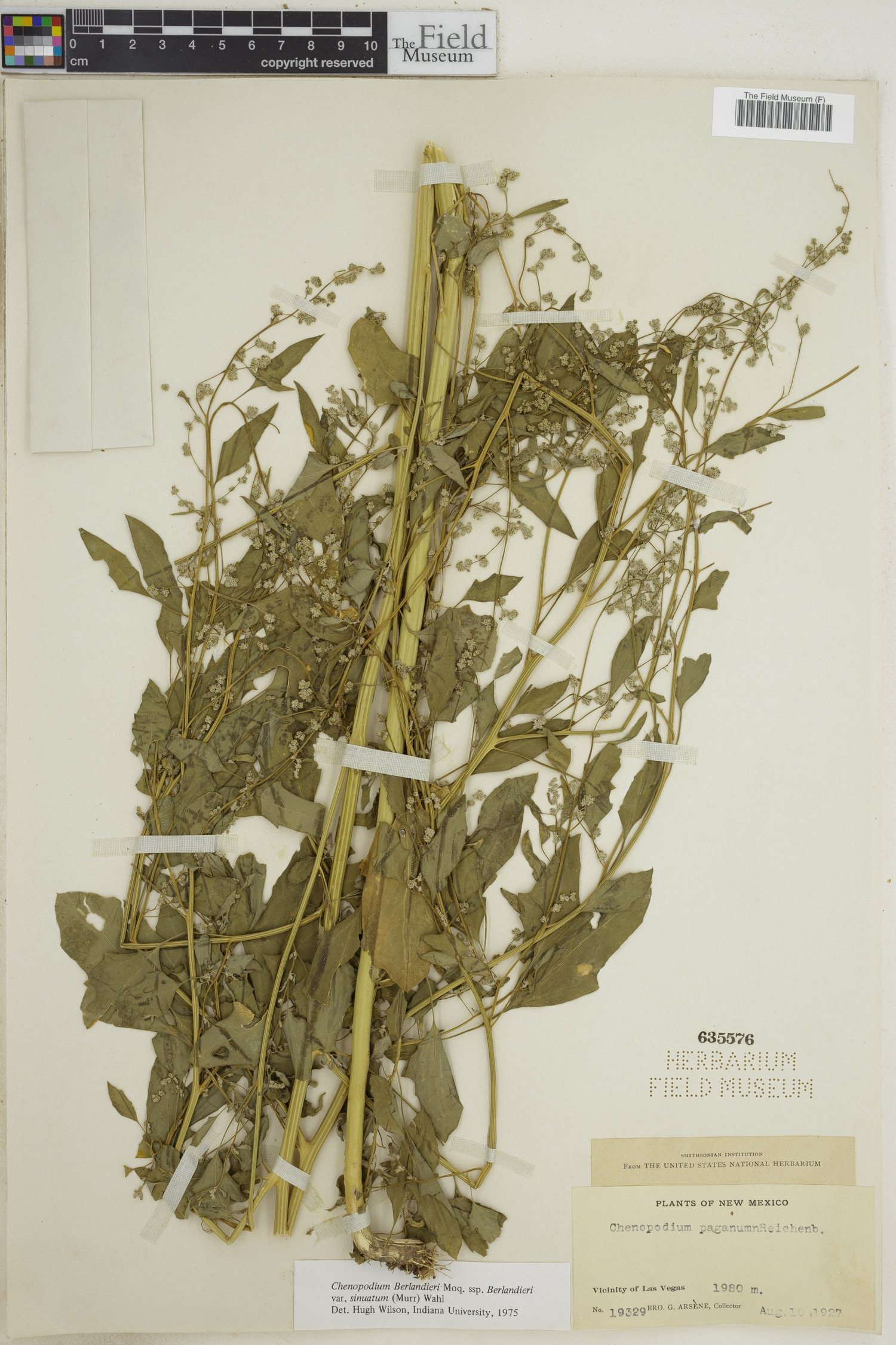 Chenopodium berlandieri image