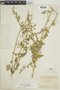 Chenopodium berlandieri image