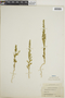 Chenopodium botrys image