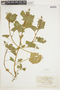 Blitum californicum image