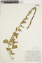 Blitum californicum image