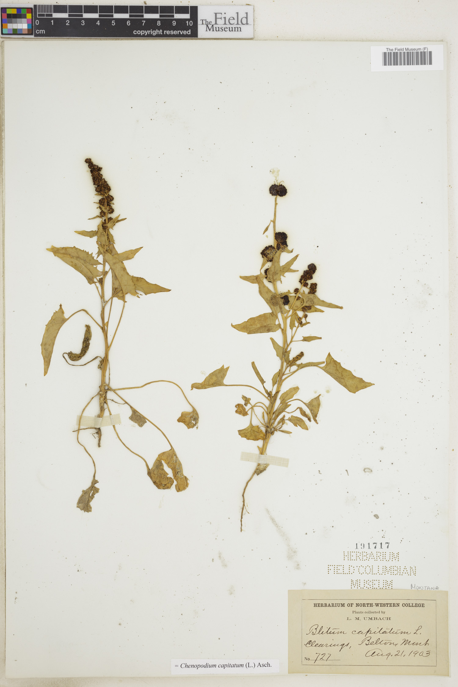 Blitum capitatum image