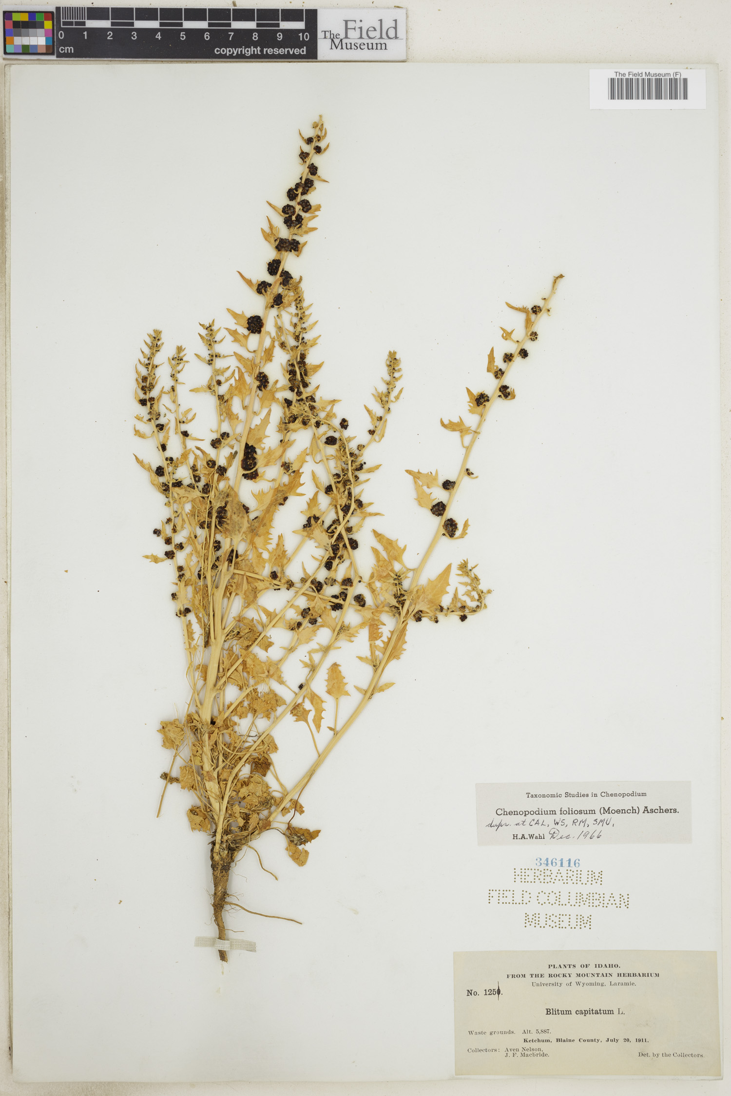 Blitum virgatum subsp. virgatum image