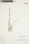 Chenopodium fremontii image