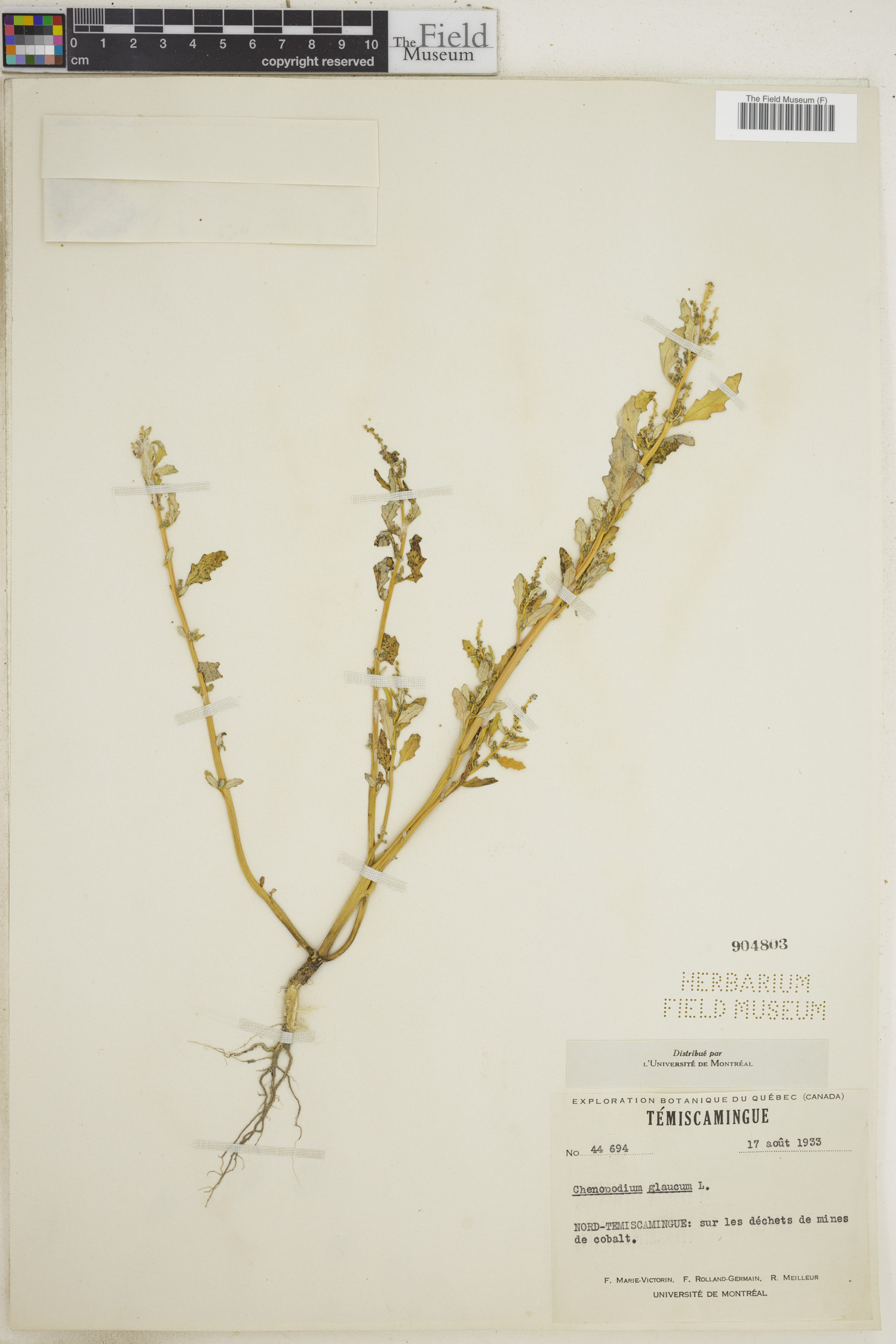 Oxybasis glauca image