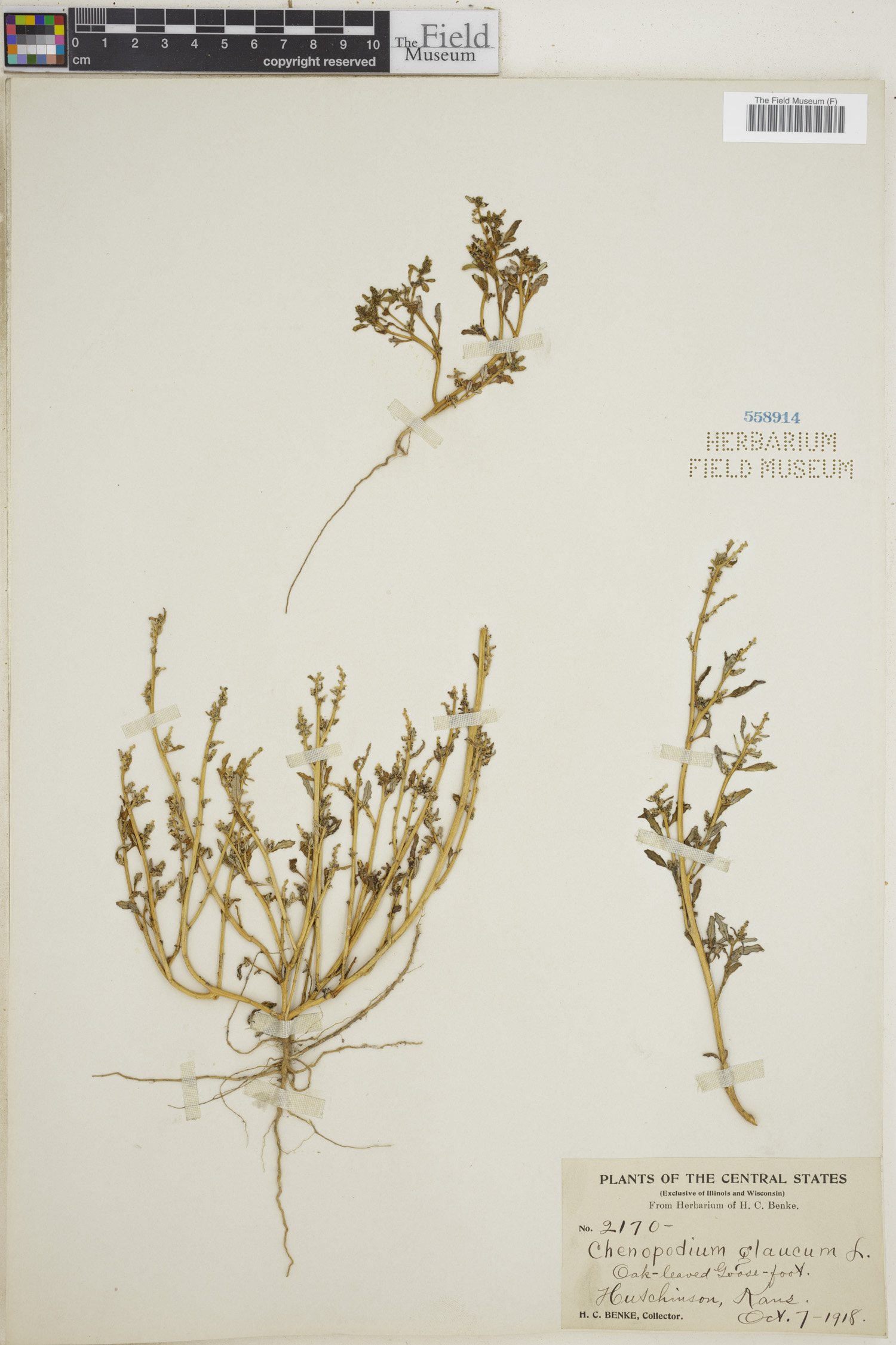Oxybasis glauca image