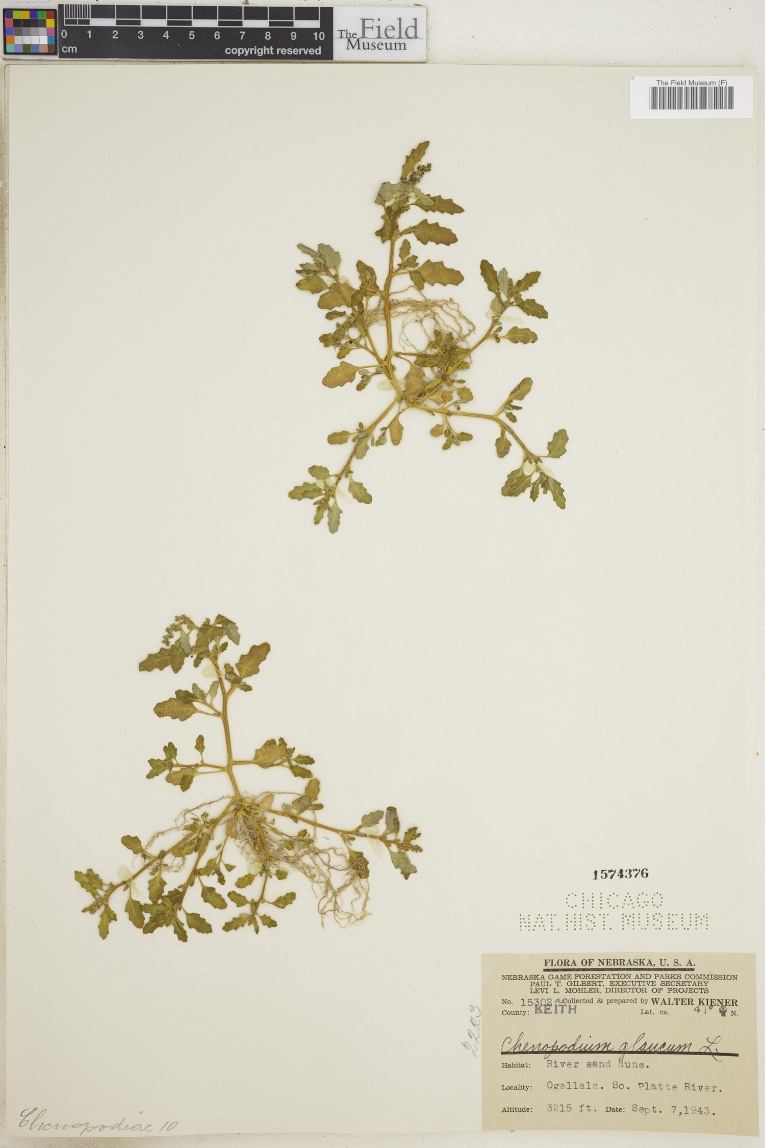 Chenopodiaceae image