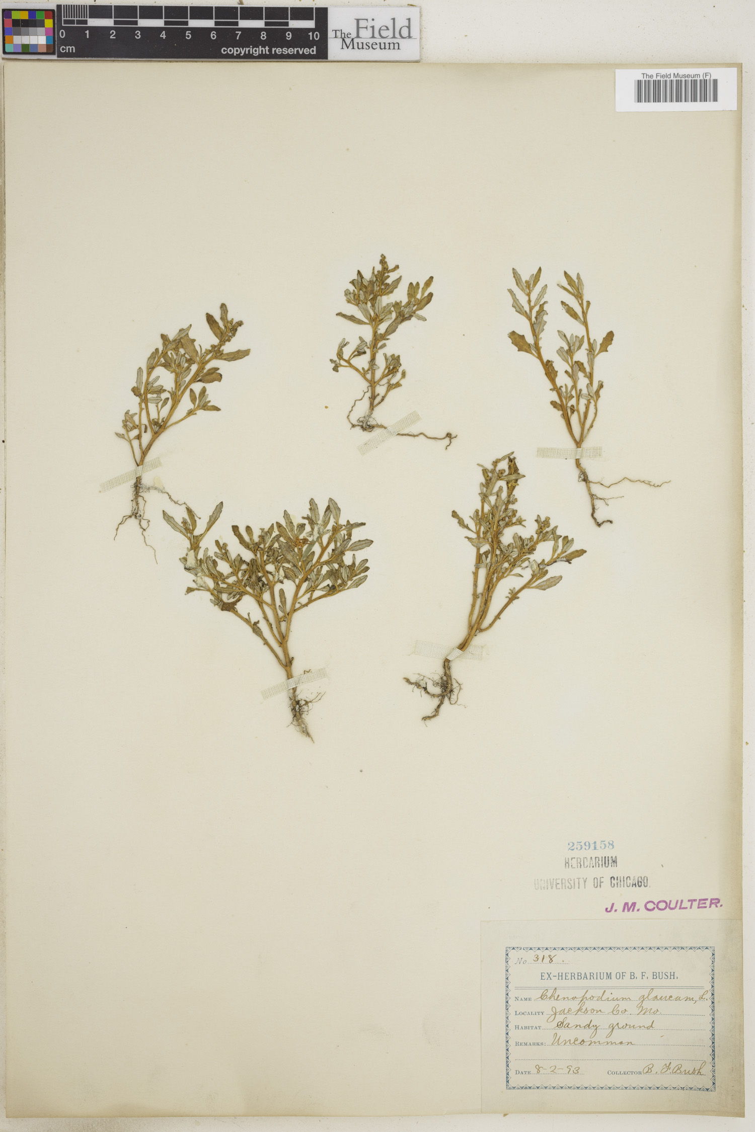 Chenopodiaceae image