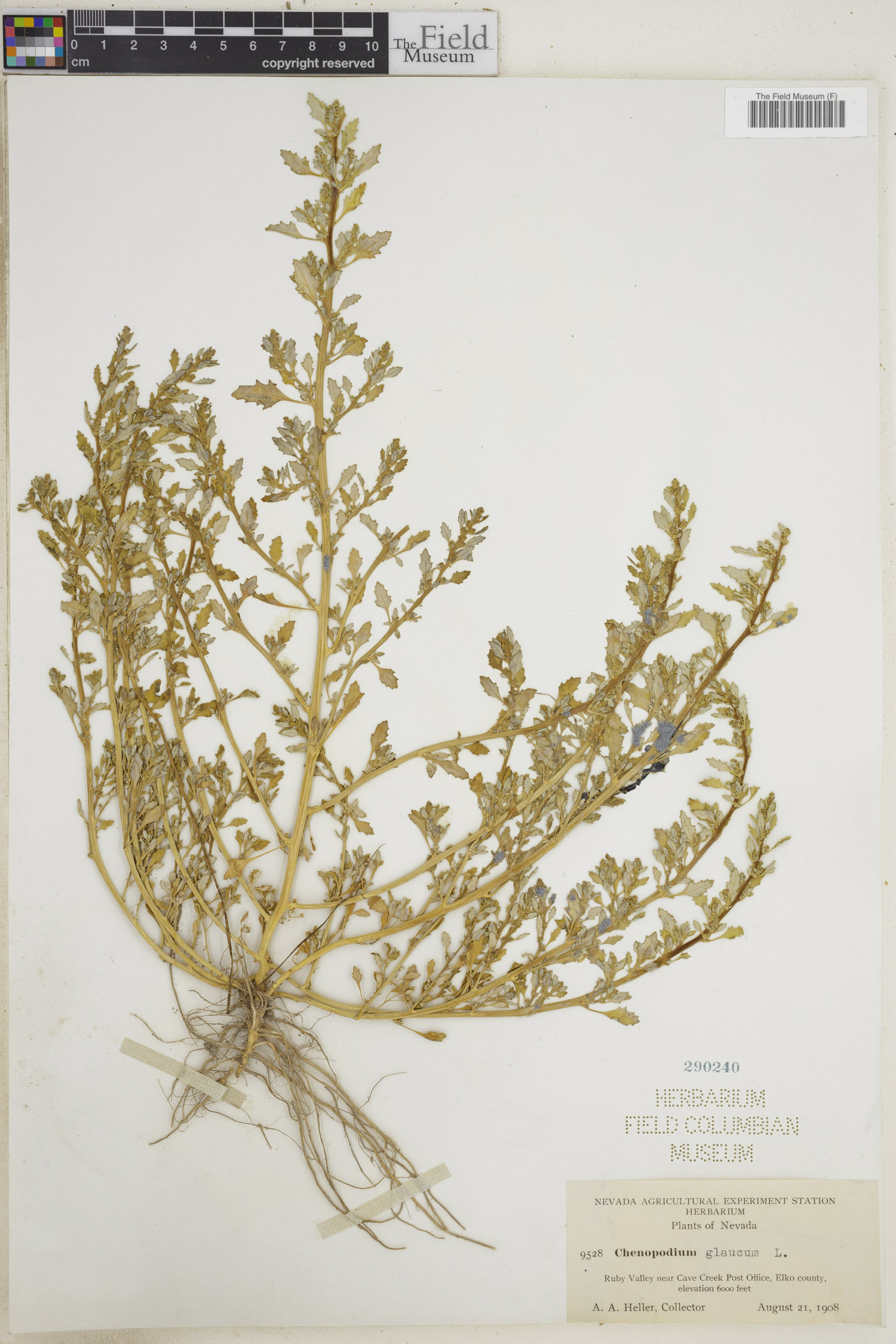 Chenopodiaceae image