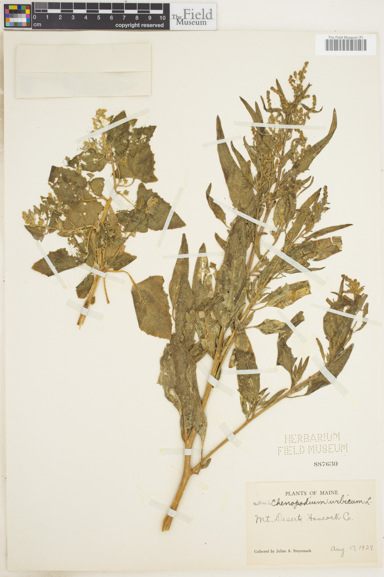 Oxybasis urbica image