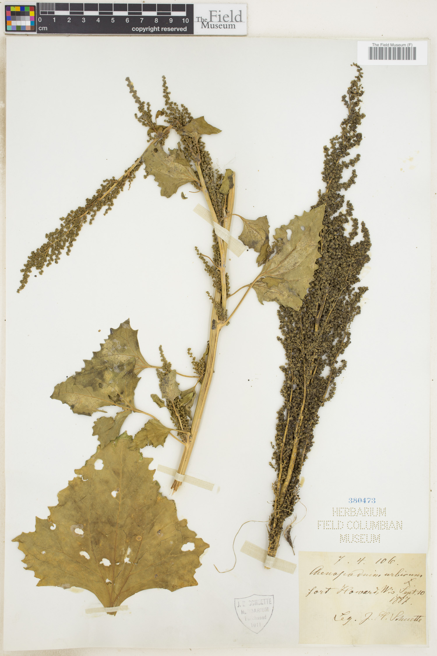 Oxybasis urbica image