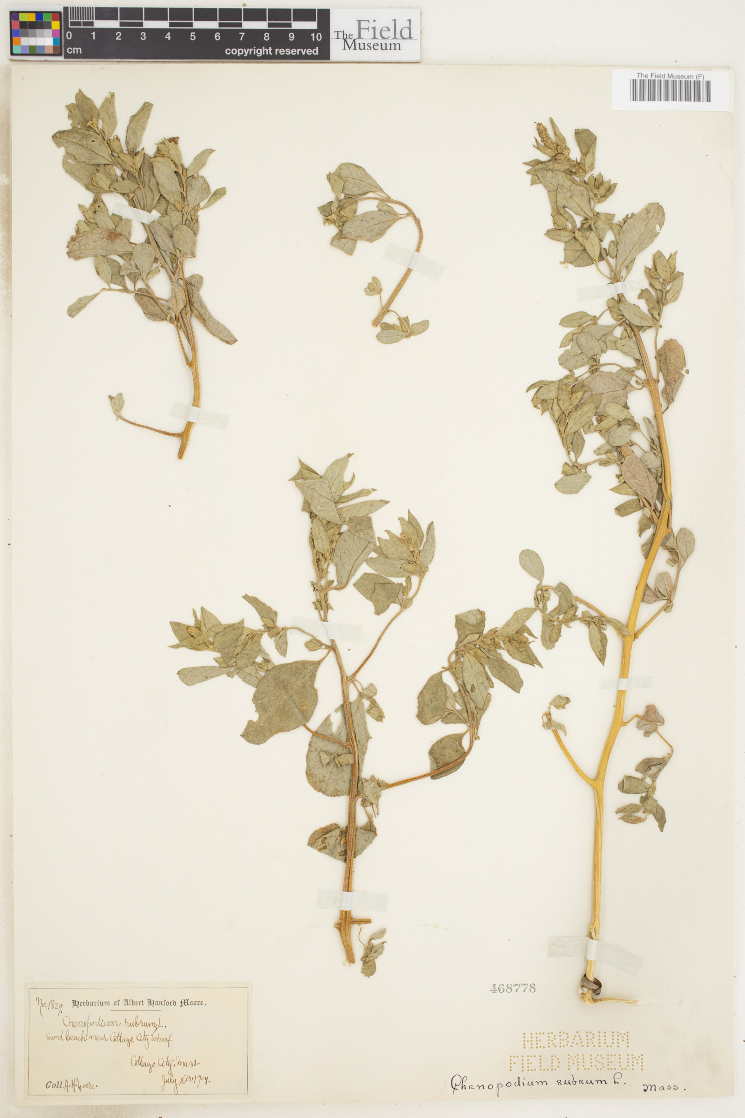 Oxybasis rubra image