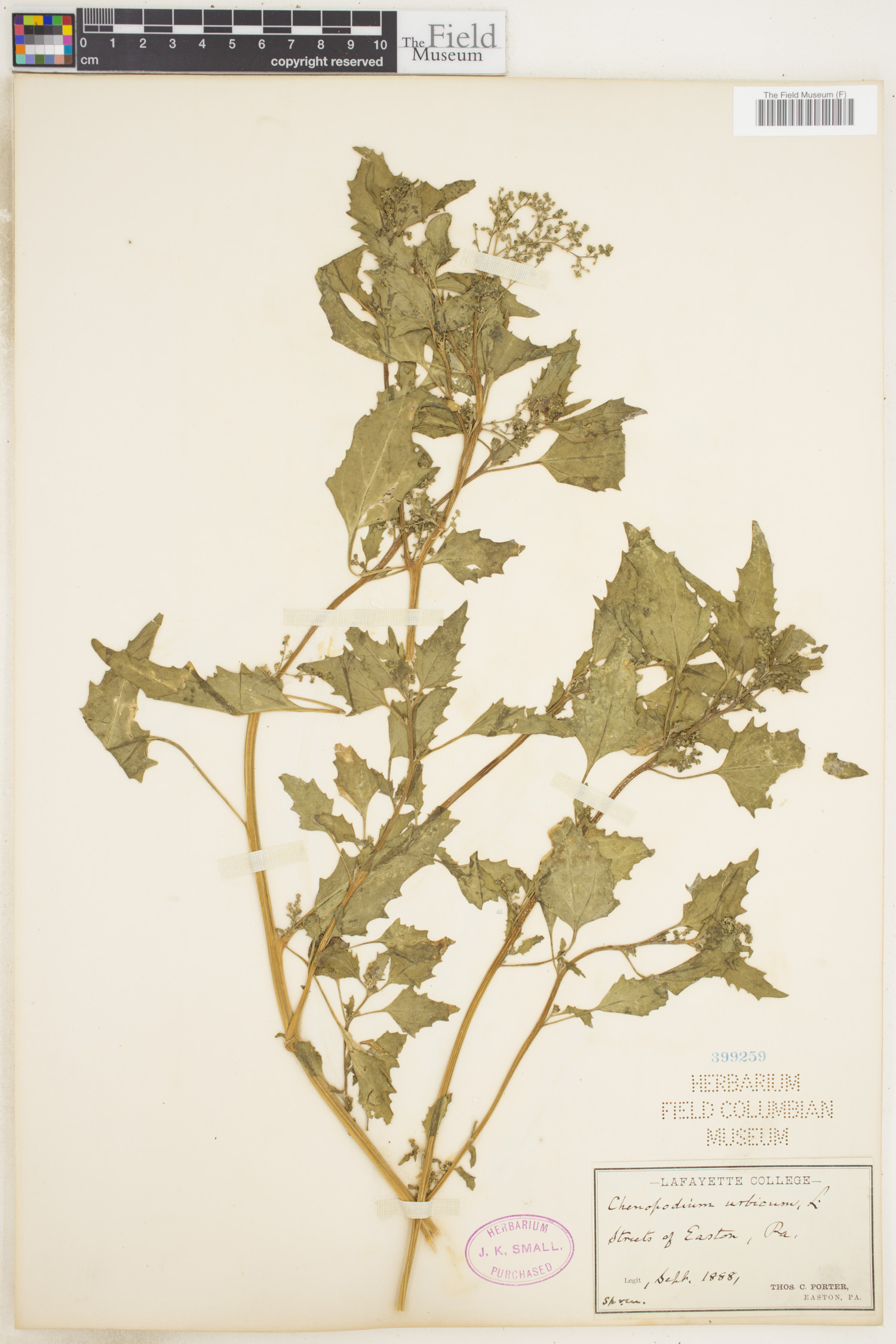 Oxybasis urbica image