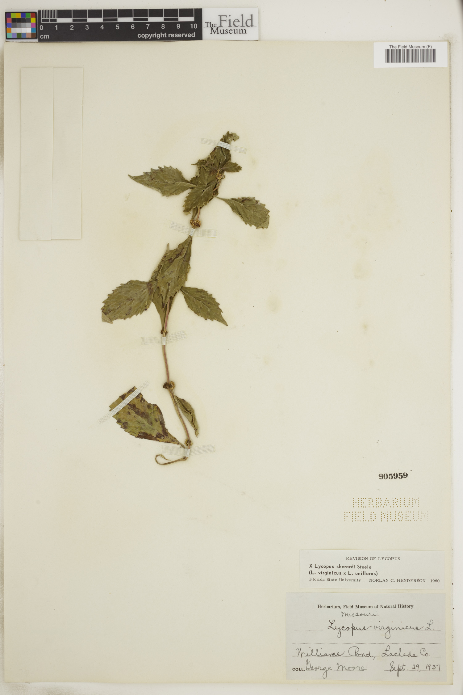 Lycopus × sherardii image