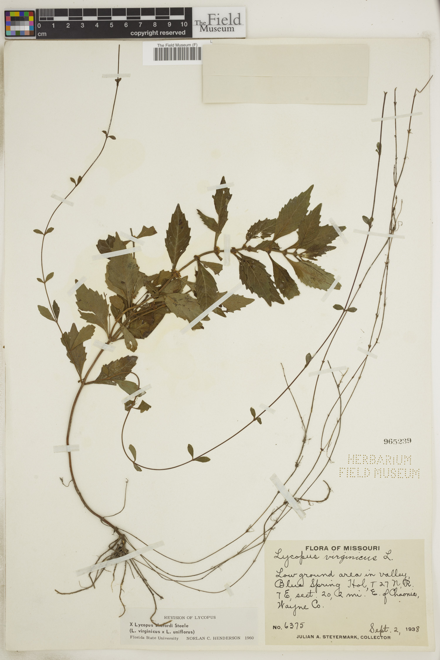 Lycopus × sherardii image