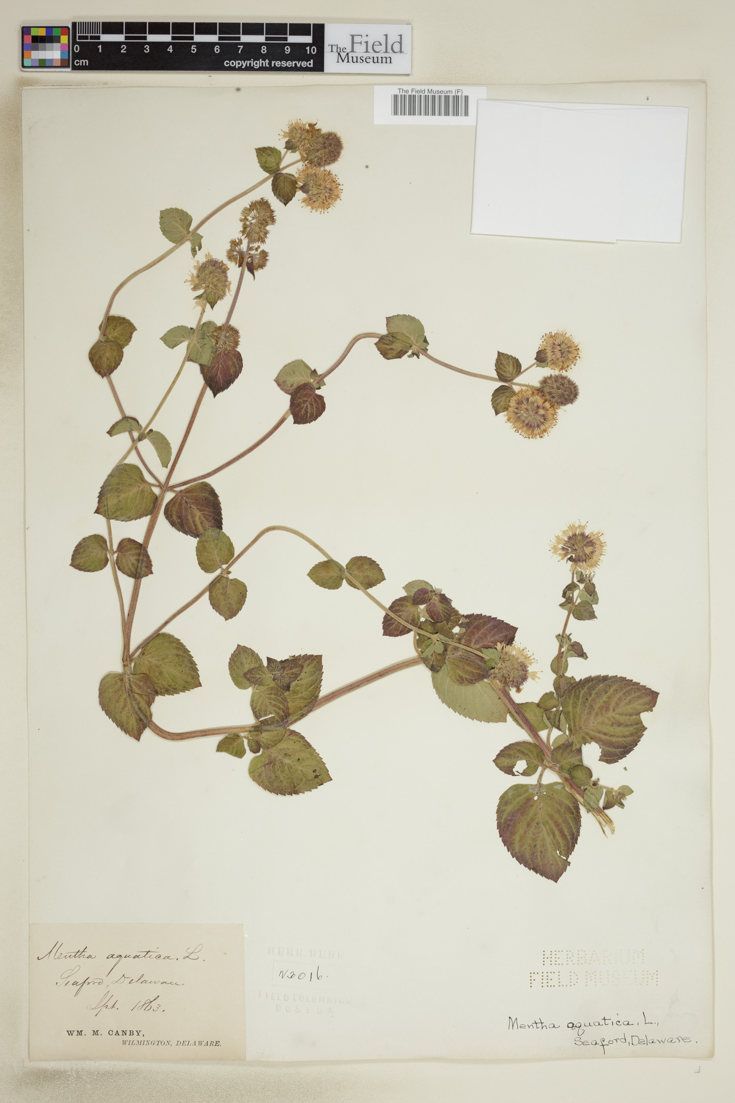 Mentha aquatica image