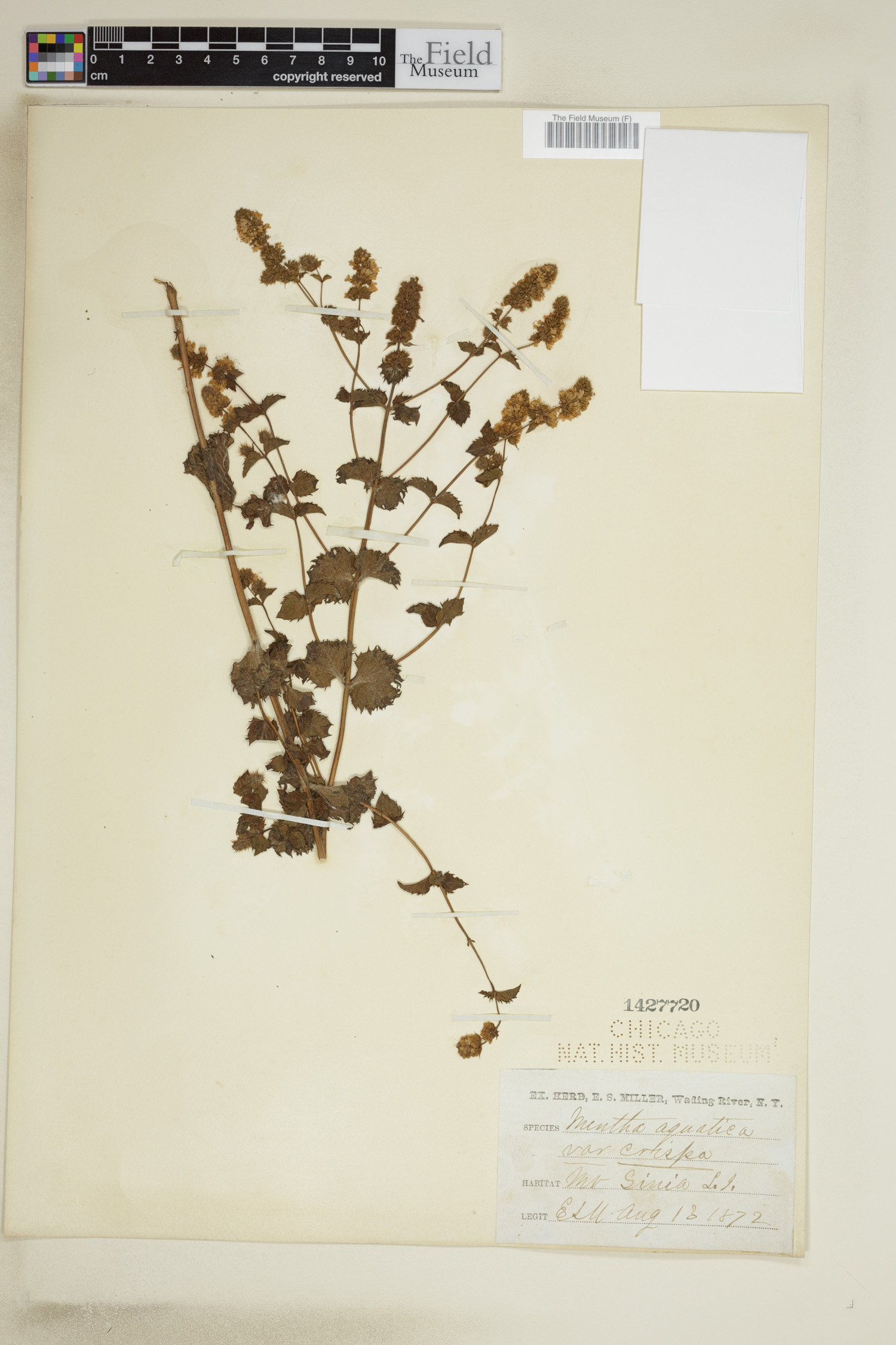 Mentha aquatica var. crispa image