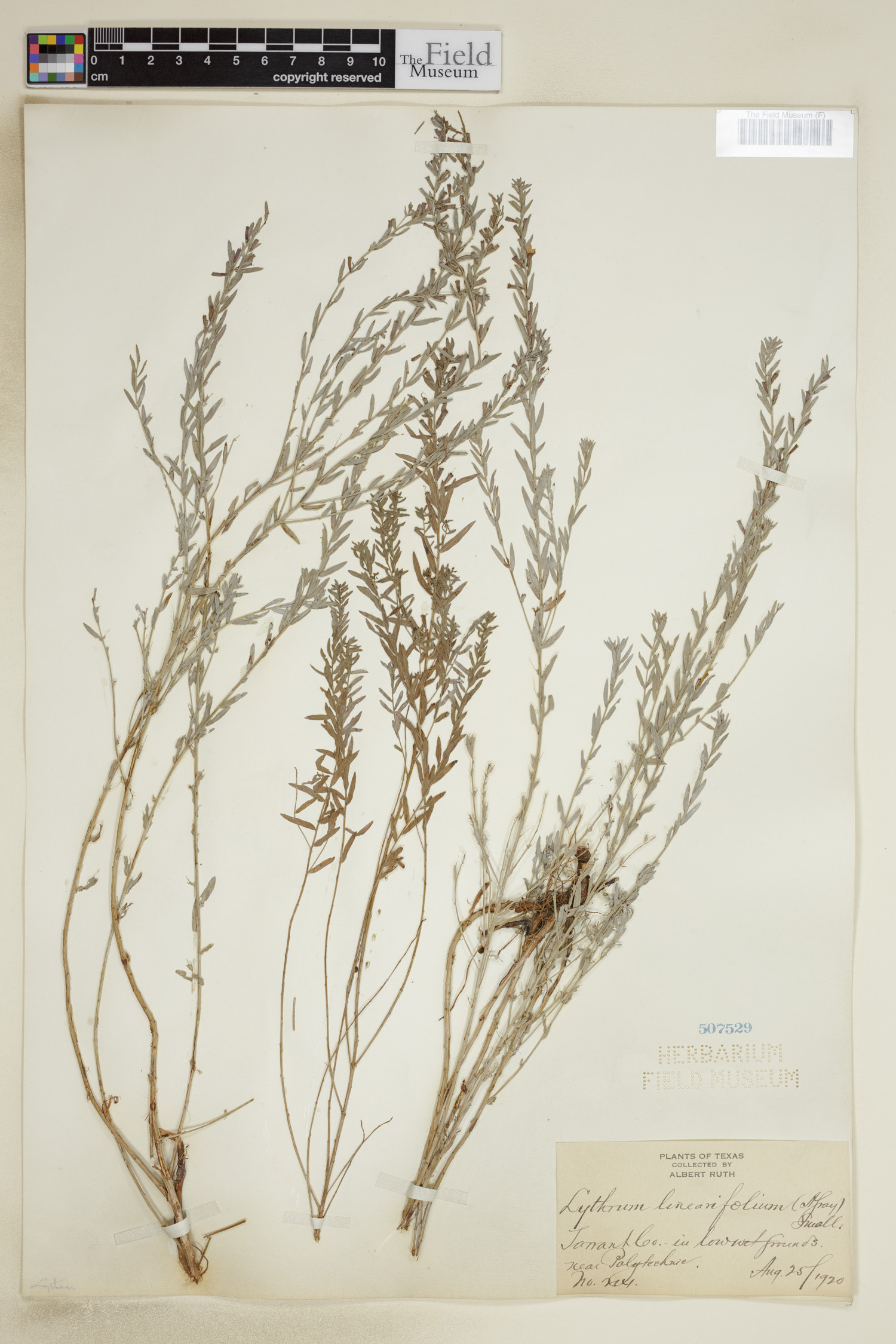Lythrum linearifolium image