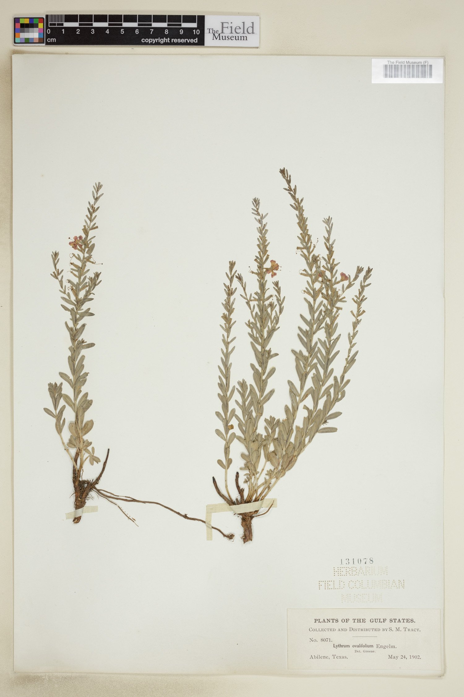 Lythrum ovalifolium image