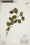 Alnus viridis image