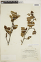 Alnus viridis image